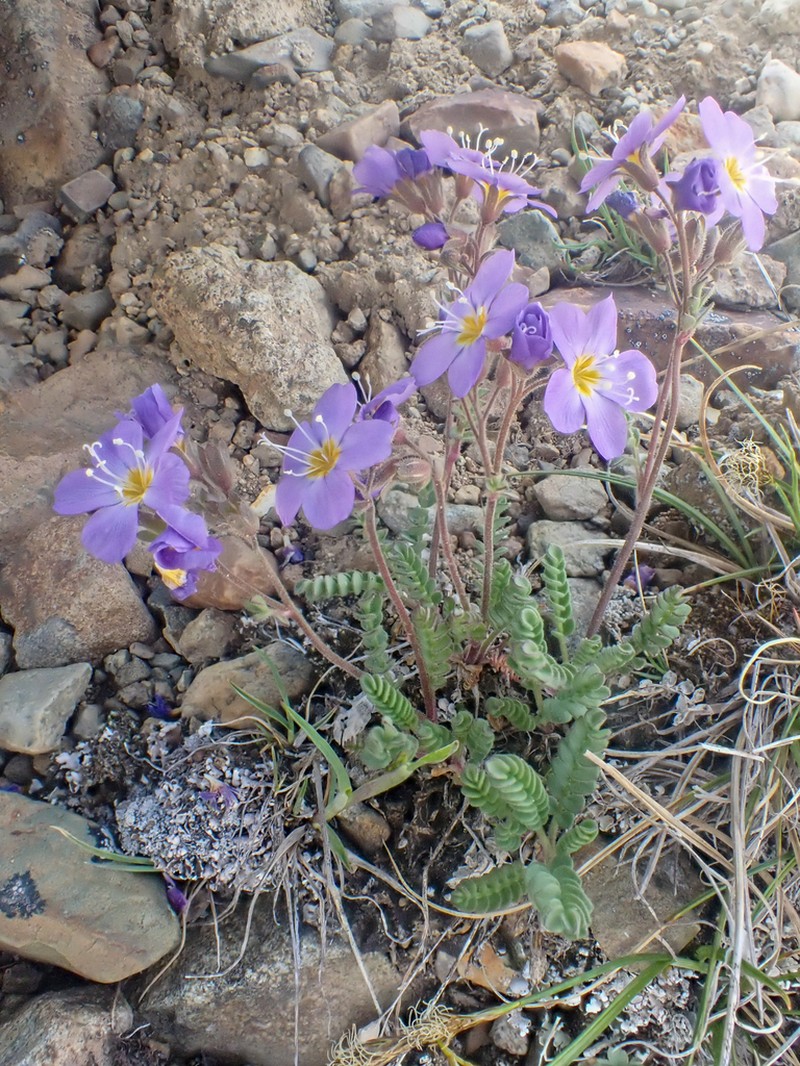 Jacob's-Ladder photo 3