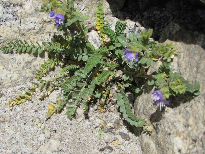 Jacob's-Ladder photo 4