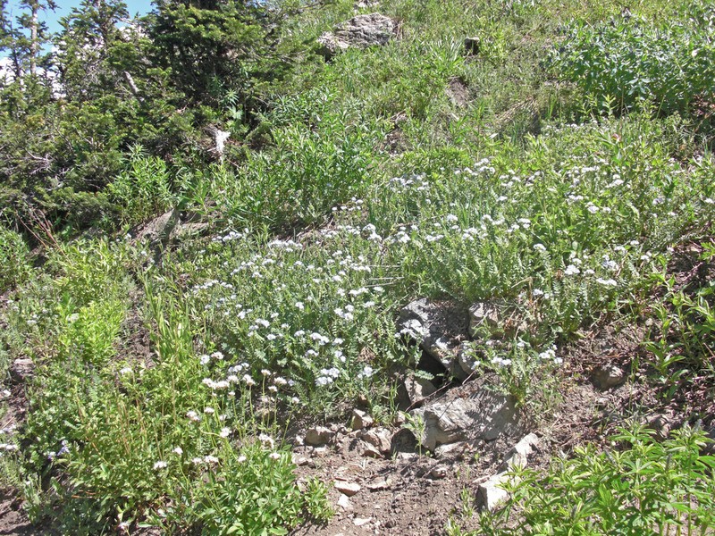 Jacob's-Ladder photo 6