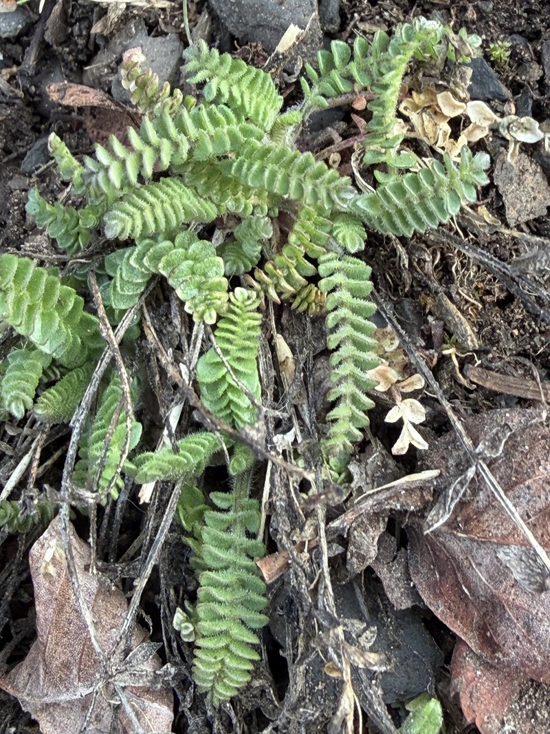 Polemonium pulcherrimum subsp. lindleyi