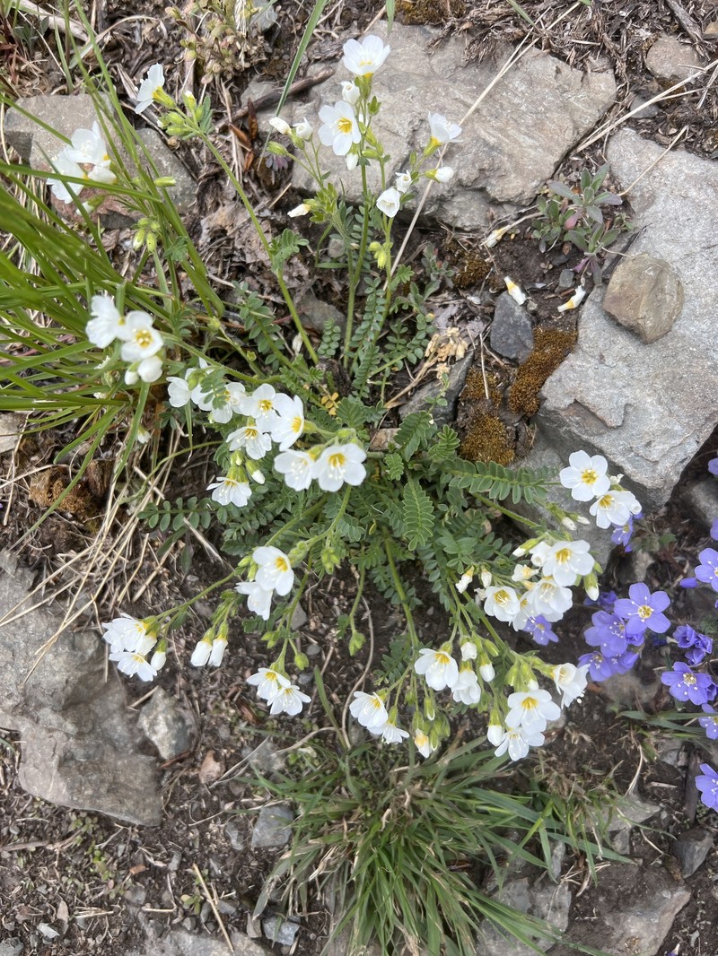Polemonium pulcherrimum subsp. lindleyi photo 2
