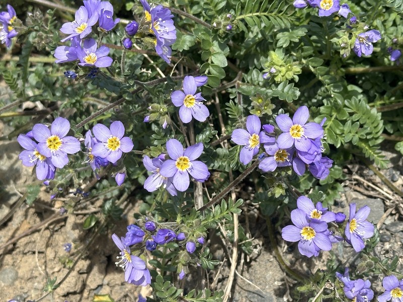 Polemonium pulcherrimum subsp. lindleyi photo 3
