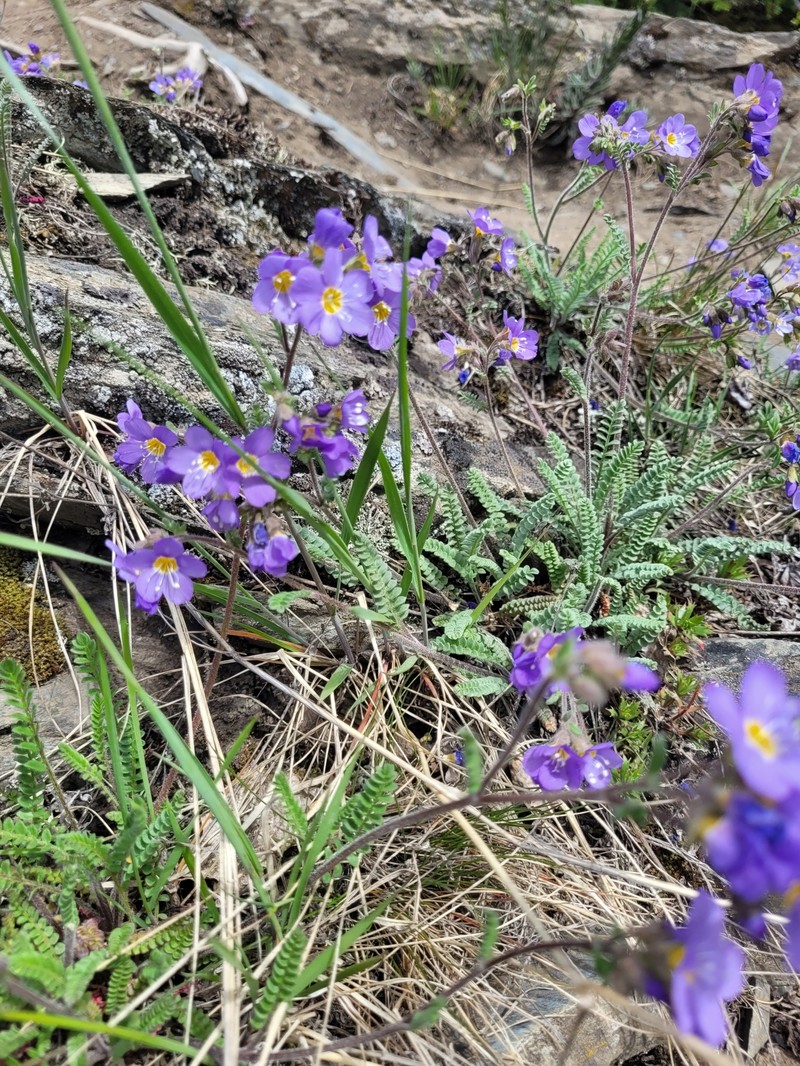 Polemonium pulcherrimum subsp. lindleyi photo 4