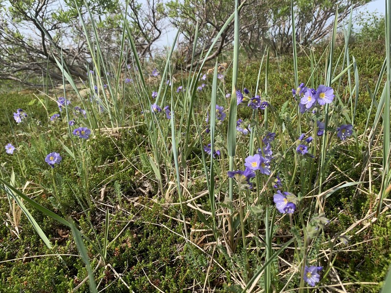 Polemonium pulcherrimum subsp. lindleyi photo 5
