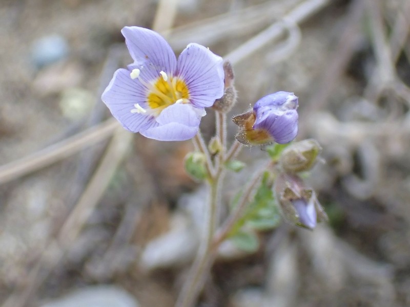 Polemonium pulcherrimum subsp. lindleyi photo 6