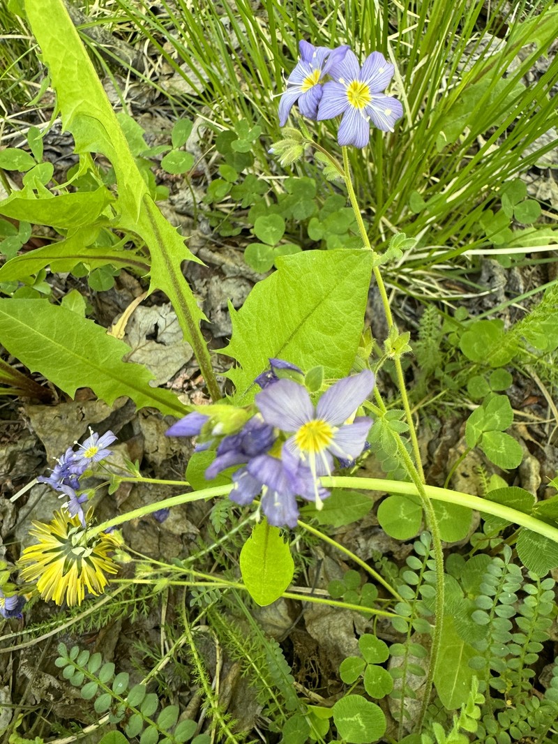 Polemonium pulcherrimum subsp. lindleyi photo 7