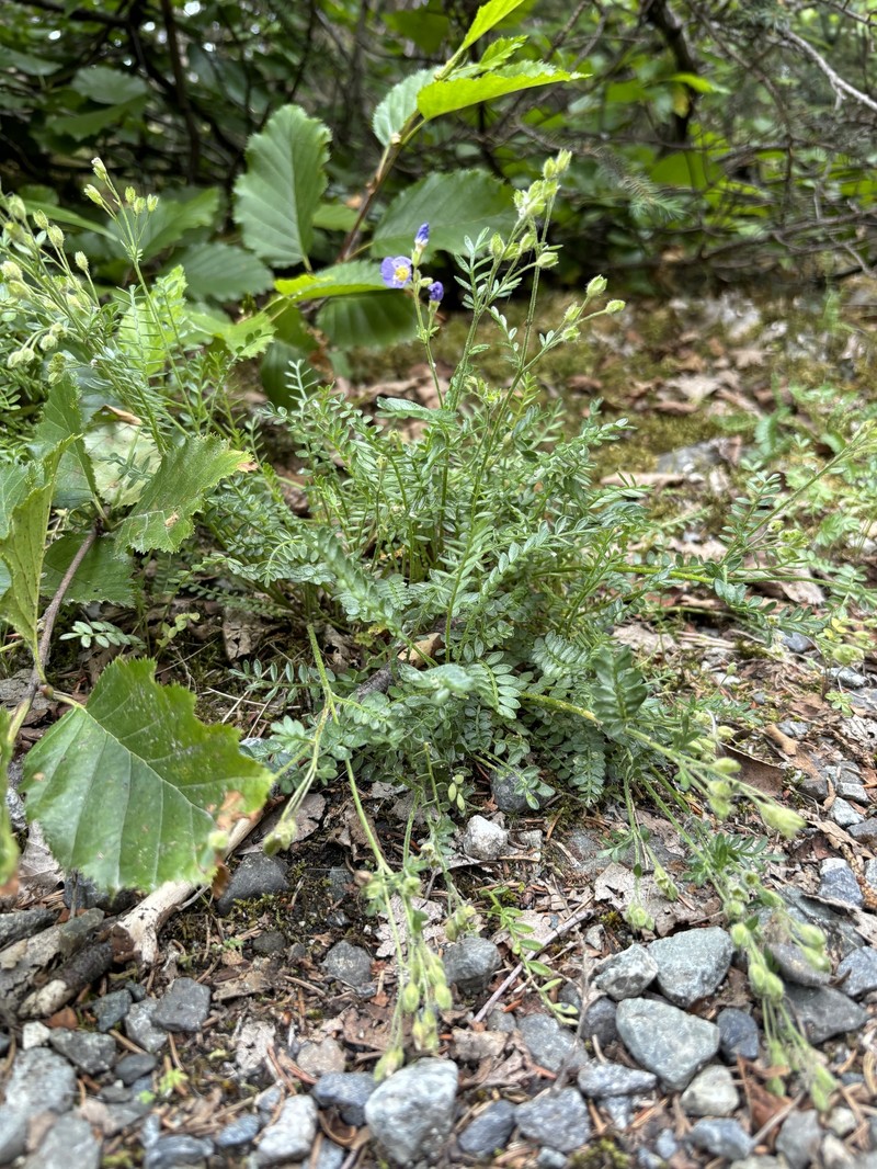 Polemonium pulcherrimum subsp. lindleyi photo 8
