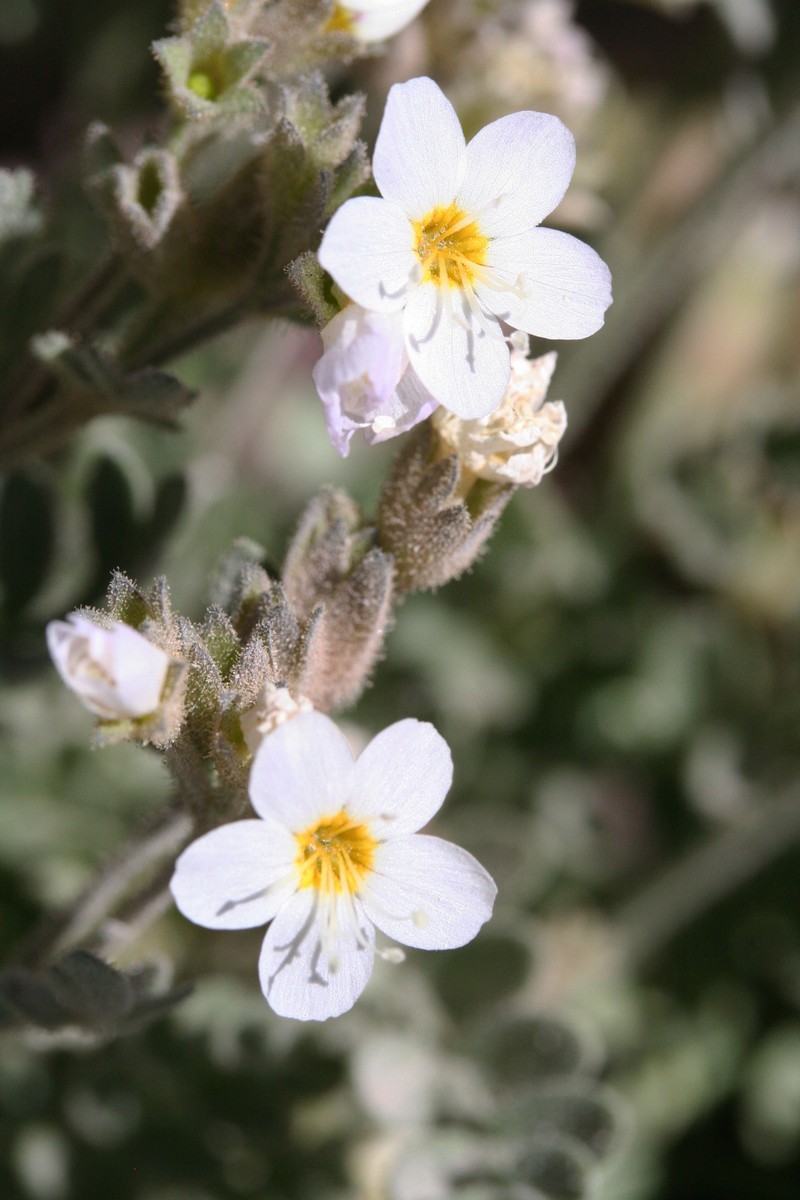 Polemonium pulcherrimum subsp. pulcherrimum