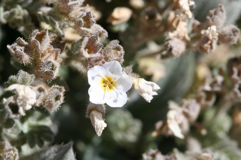 Polemonium pulcherrimum subsp. pulcherrimum photo 2
