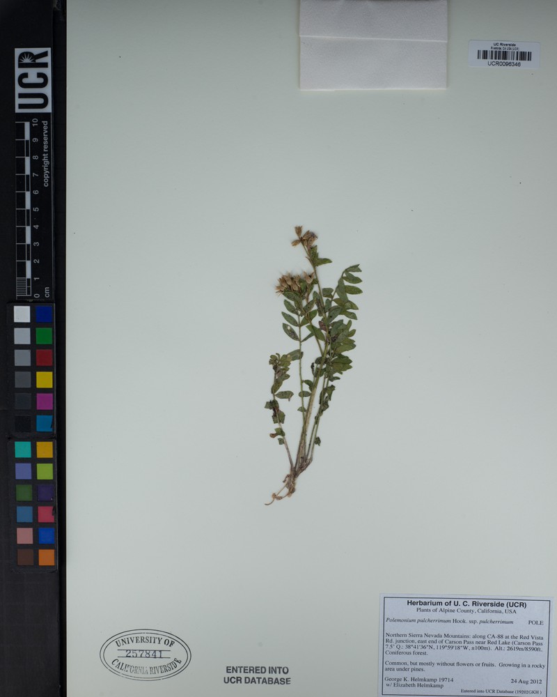 Polemonium pulcherrimum subsp. pulcherrimum photo 3