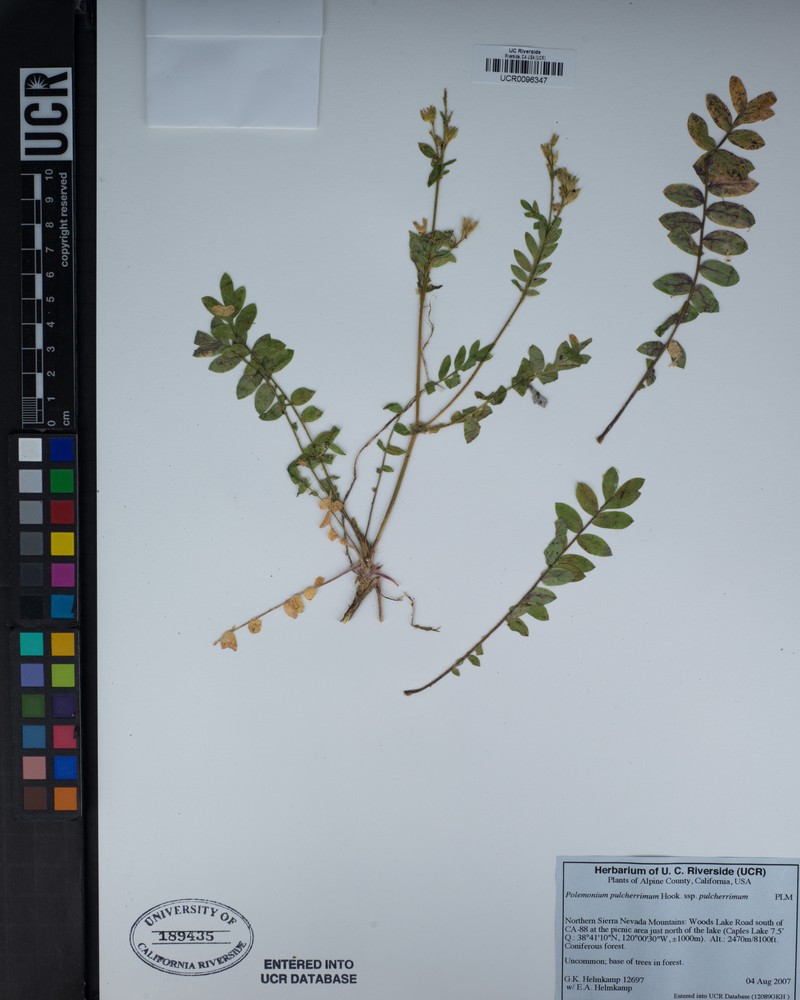 Polemonium pulcherrimum subsp. pulcherrimum photo 4