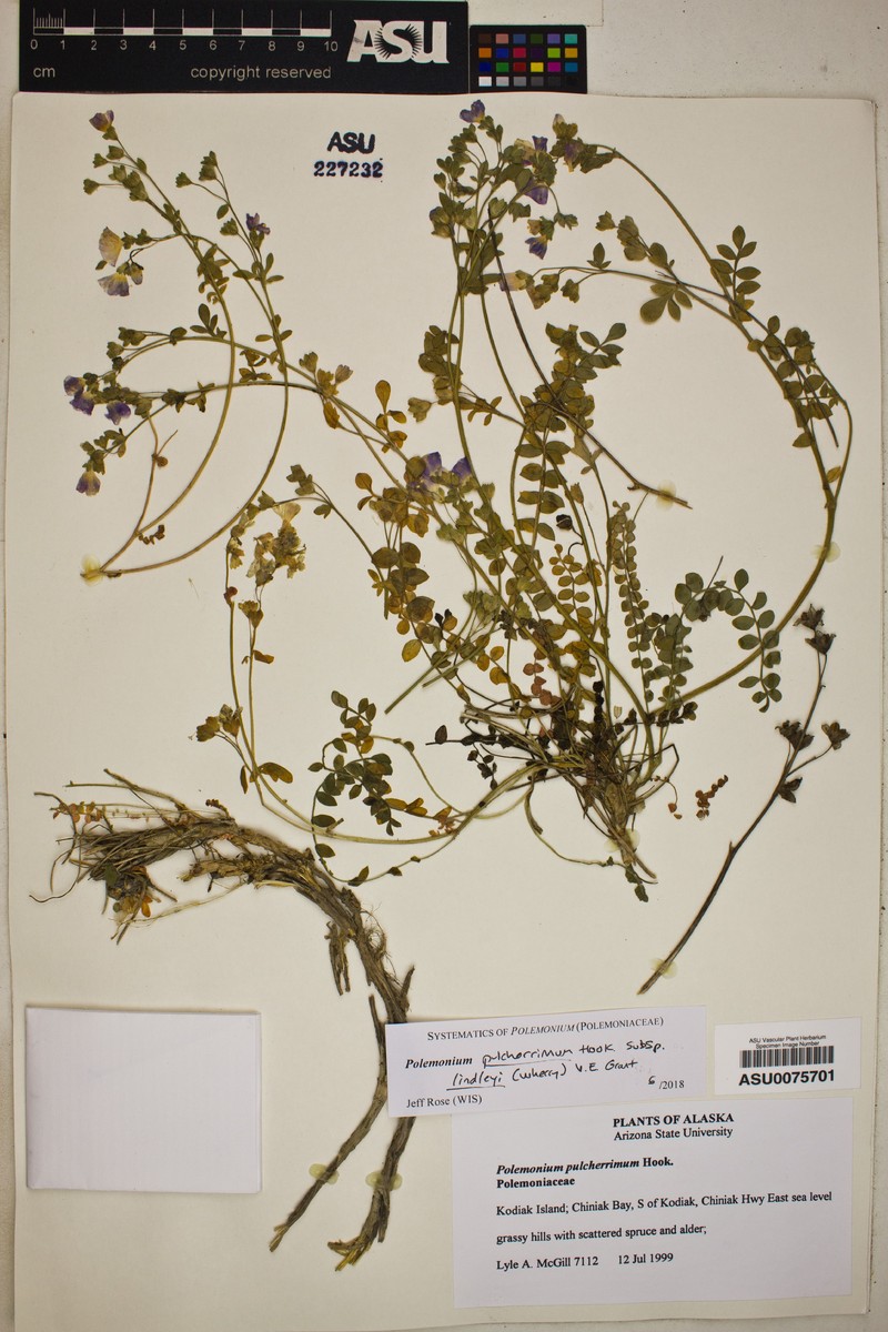 Polemonium pulcherrimum subsp. pulcherrimum photo 5