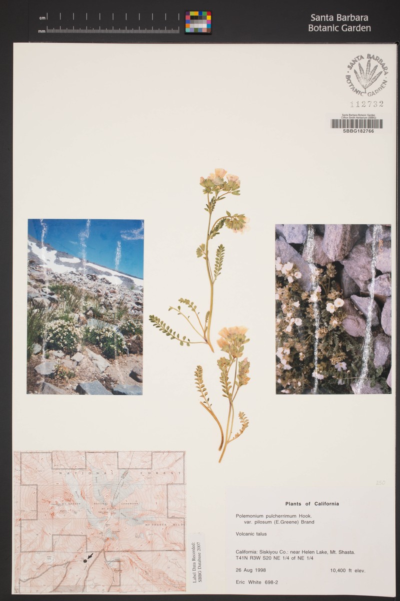 Polemonium pulcherrimum subsp. pulcherrimum photo 6