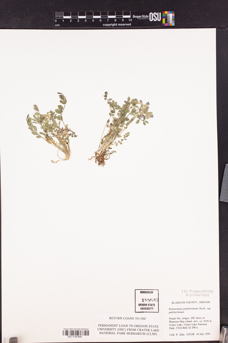Polemonium pulcherrimum subsp. pulcherrimum photo 7