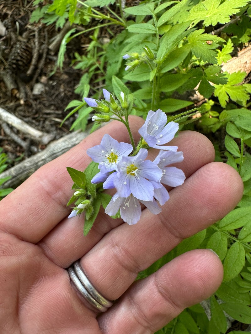 Polemonium pulcherrimum var. delicatum