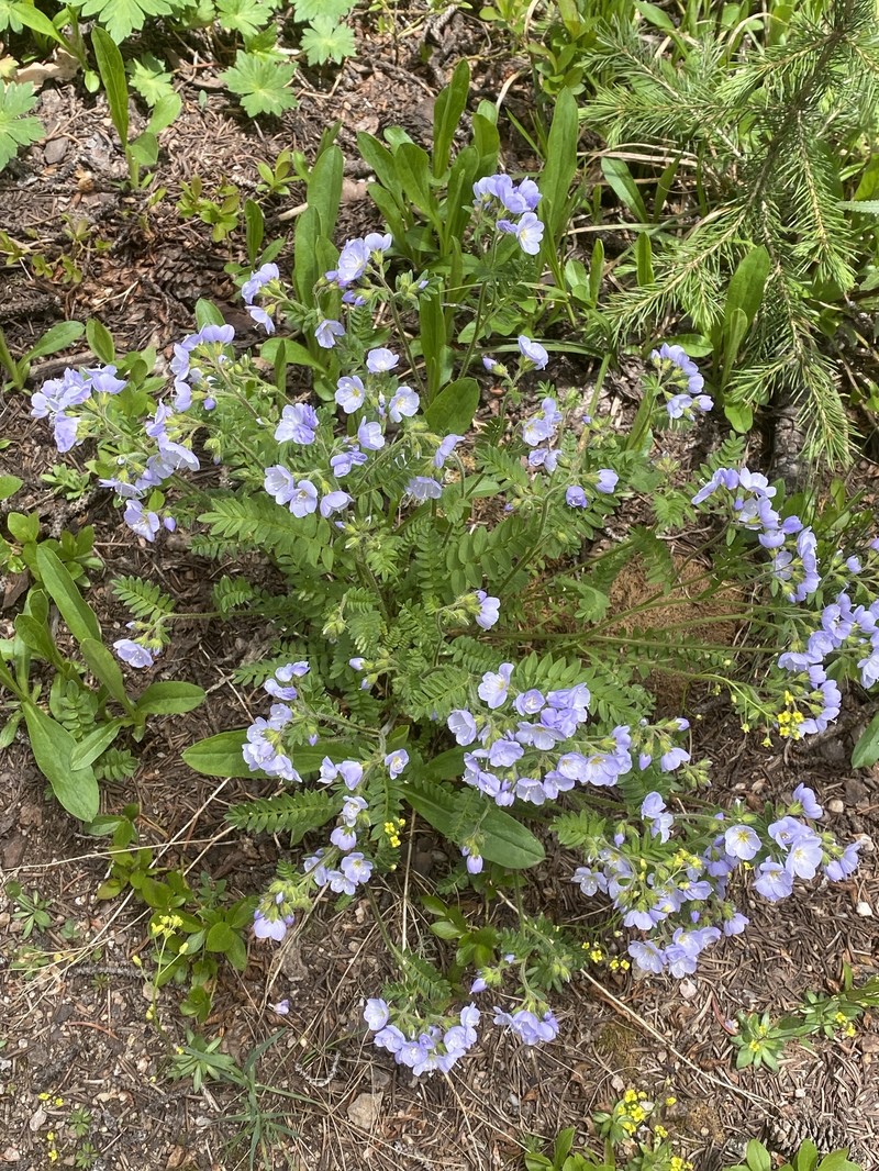 Polemonium pulcherrimum var. delicatum photo 2