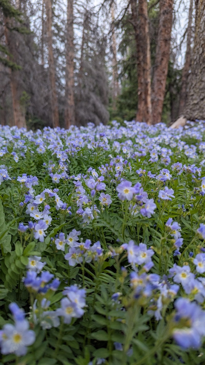 Polemonium pulcherrimum var. delicatum photo 3