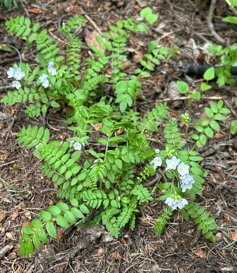 Polemonium pulcherrimum var. delicatum photo 4