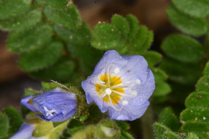 Polemonium pulcherrimum var. delicatum photo 5