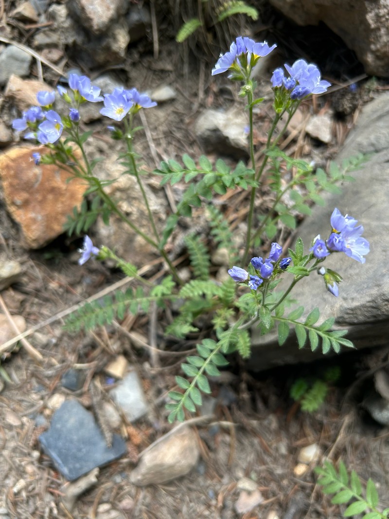 Polemonium pulcherrimum var. delicatum photo 6