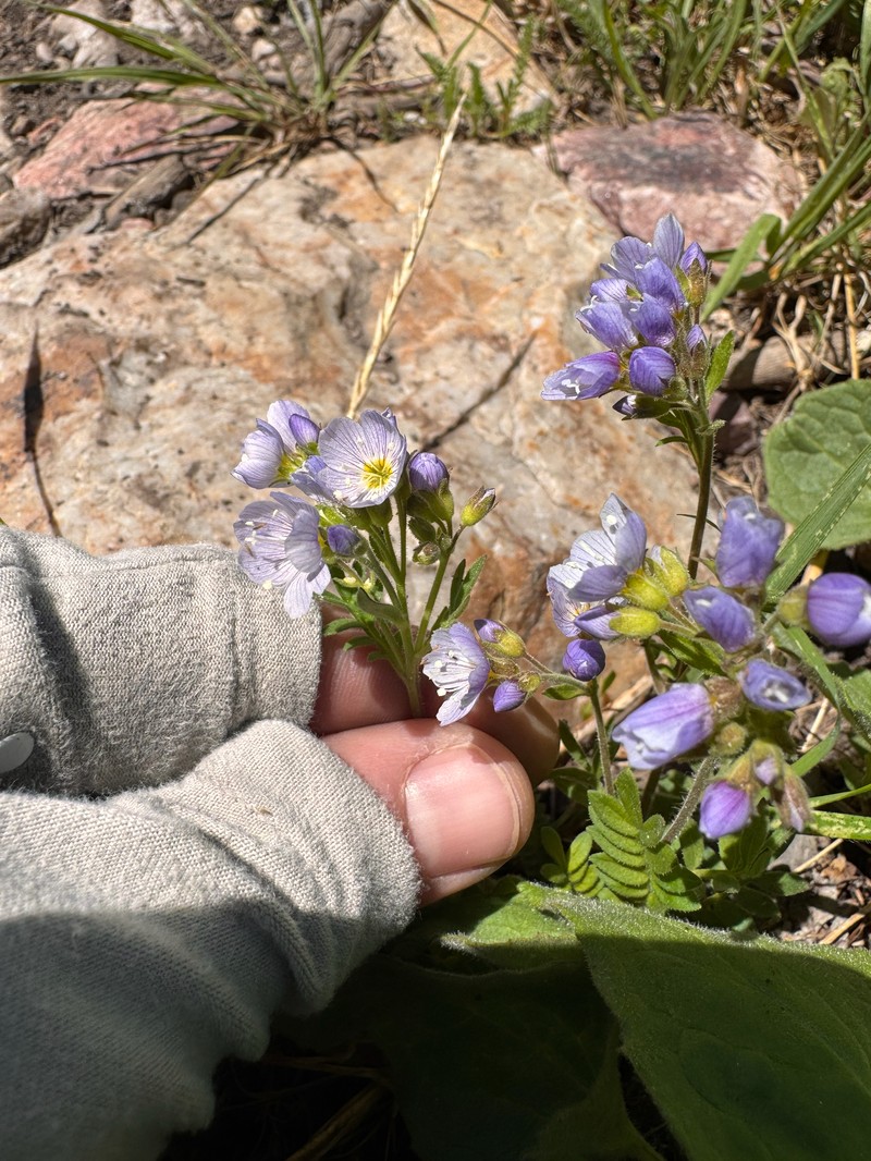 Polemonium pulcherrimum var. delicatum photo 7