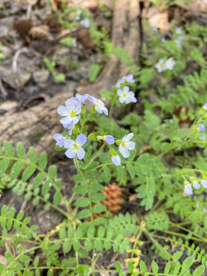 Polemonium pulcherrimum var. delicatum photo 8