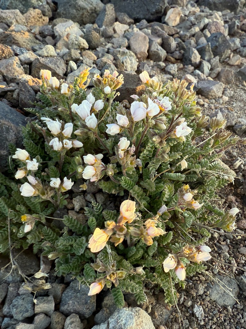 Polemonium pulcherrimum var. shastense