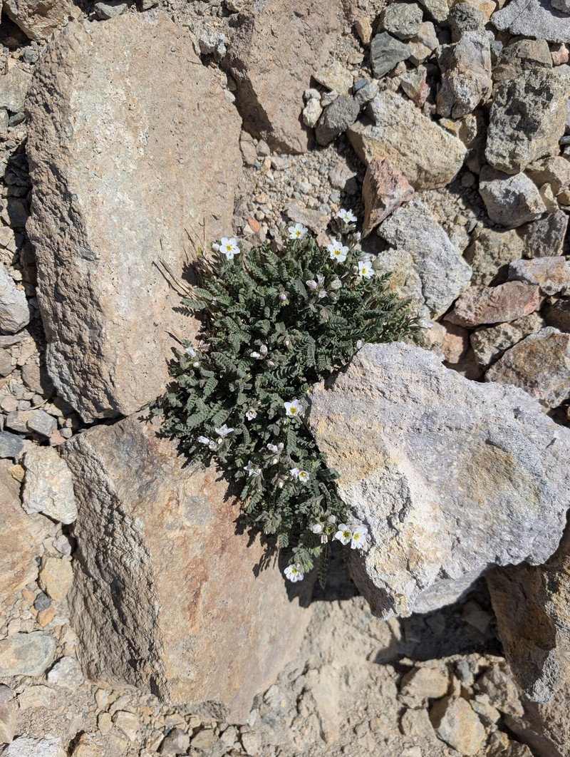 Polemonium pulcherrimum var. shastense photo 2