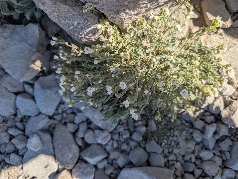 Polemonium pulcherrimum var. shastense photo 3