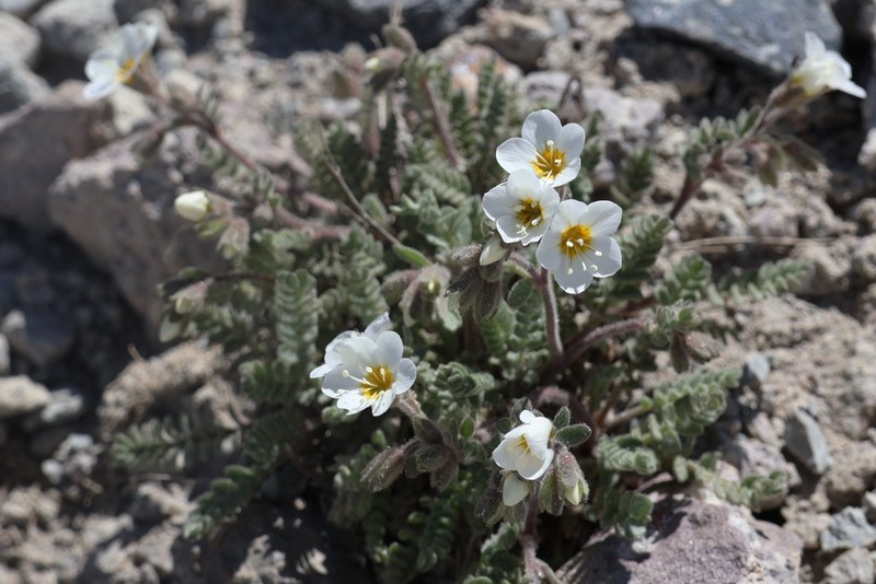 Polemonium pulcherrimum var. shastense photo 4