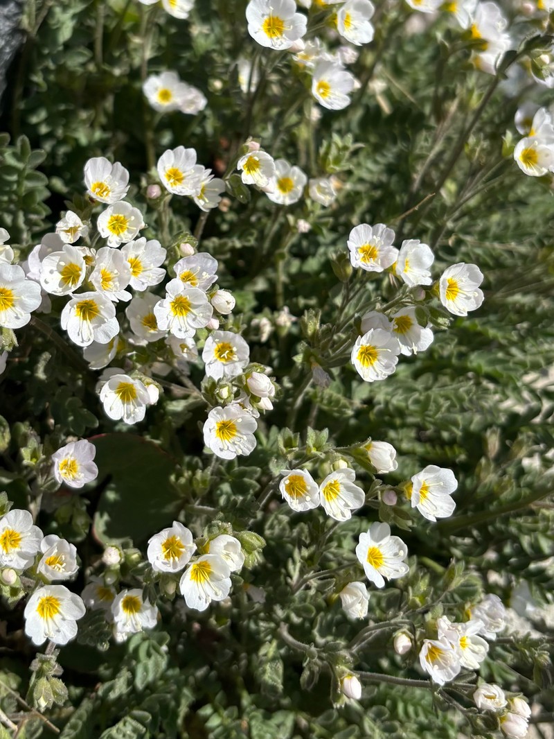 Polemonium pulcherrimum var. shastense photo 5