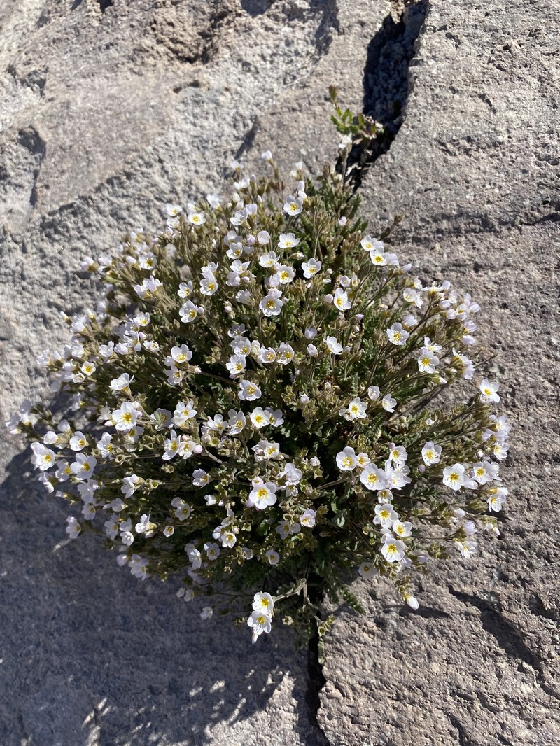 Polemonium pulcherrimum var. shastense photo 6