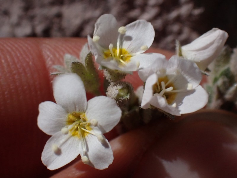 Polemonium pulcherrimum var. shastense photo 7