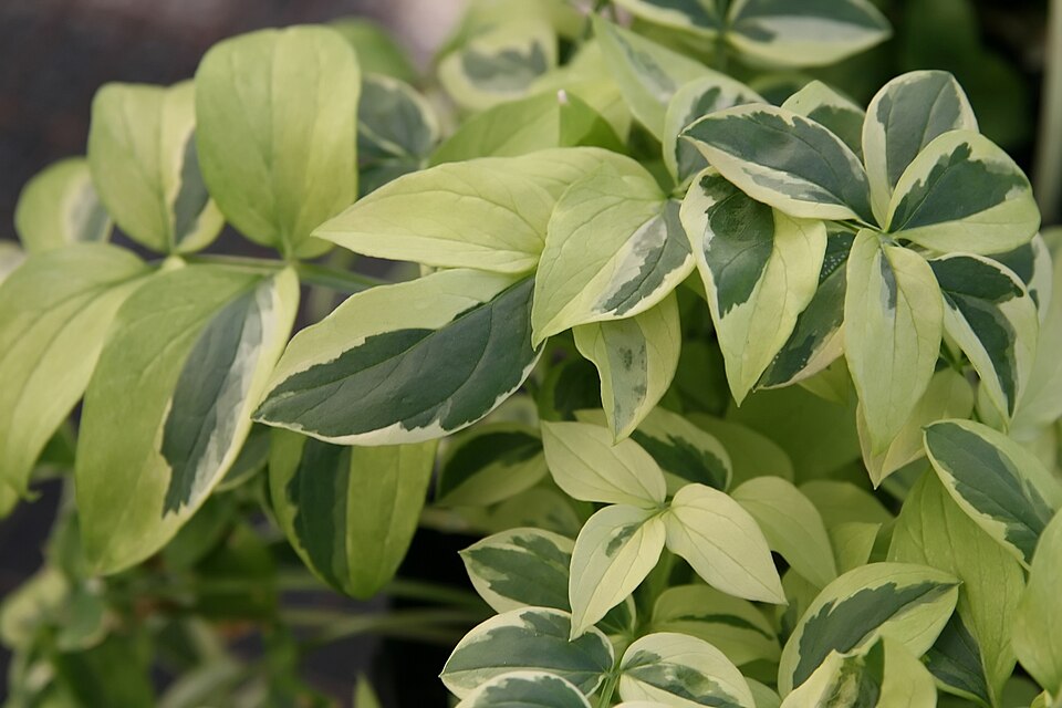 Greek Valerian photo 6