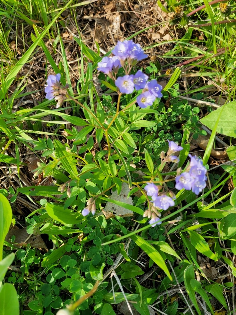 Greek Valerian photo 4