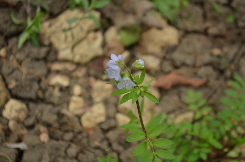 Greek Valerian photo 5