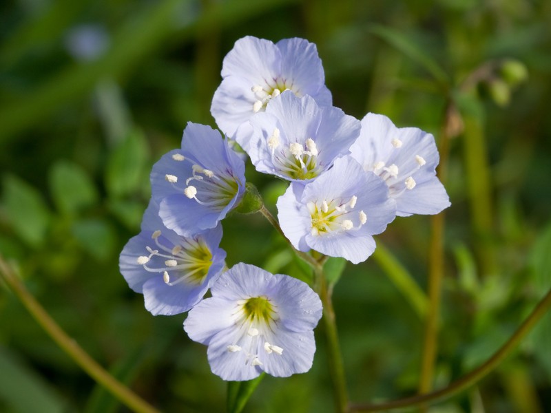 Long's Jacob's-Ladder