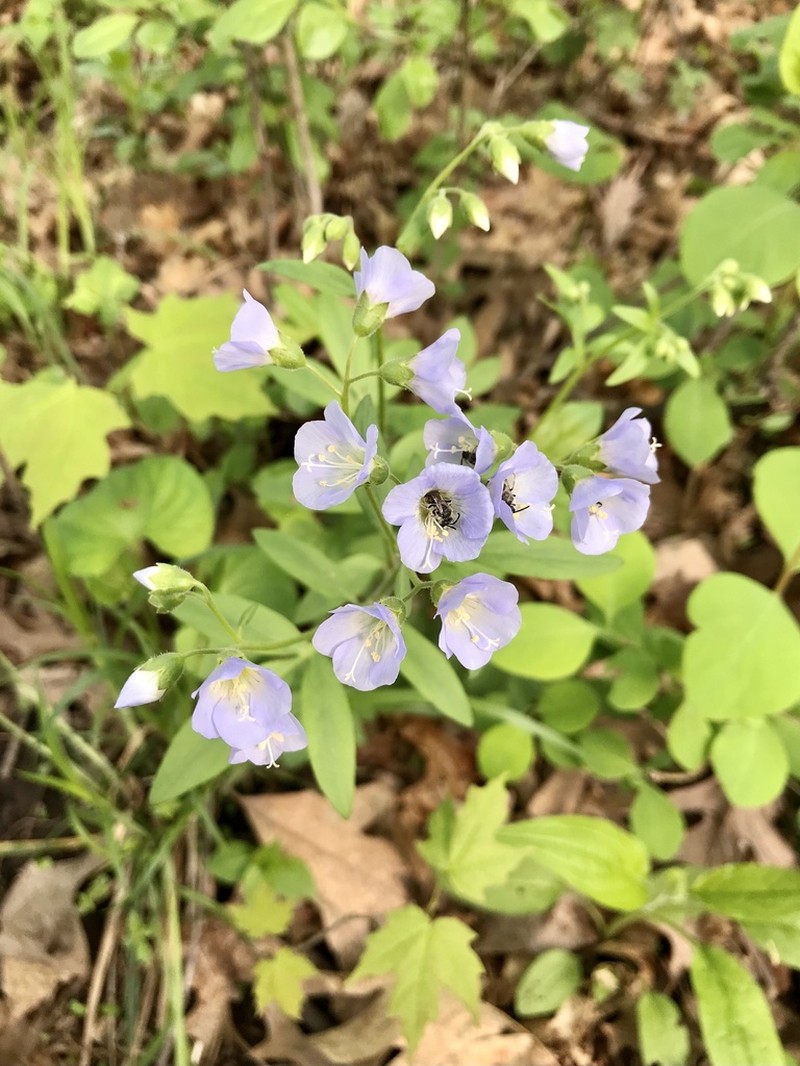 Long's Jacob's-Ladder photo 3