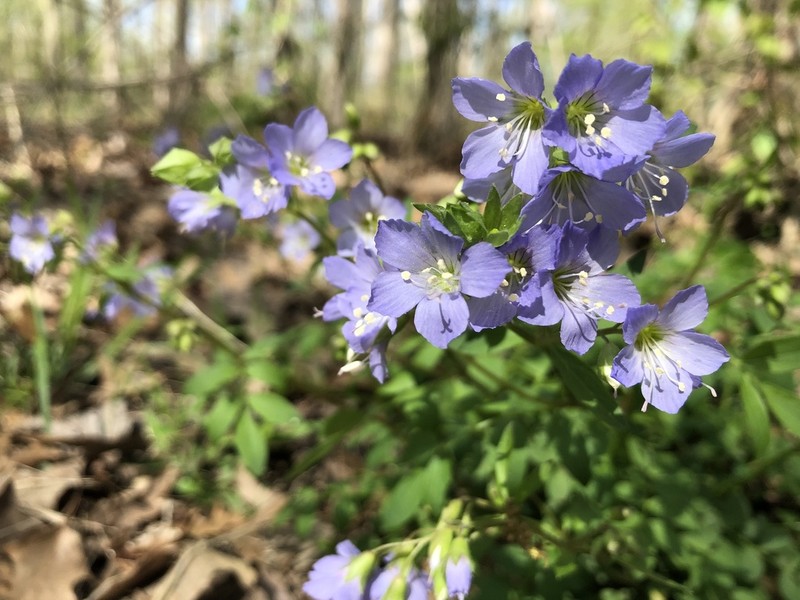 Long's Jacob's-Ladder photo 6