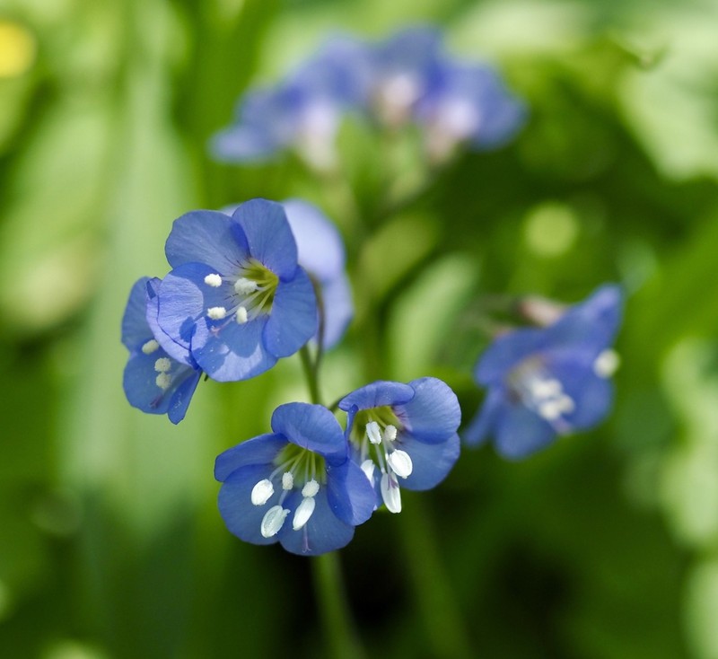 Long's Jacob's-Ladder photo 7