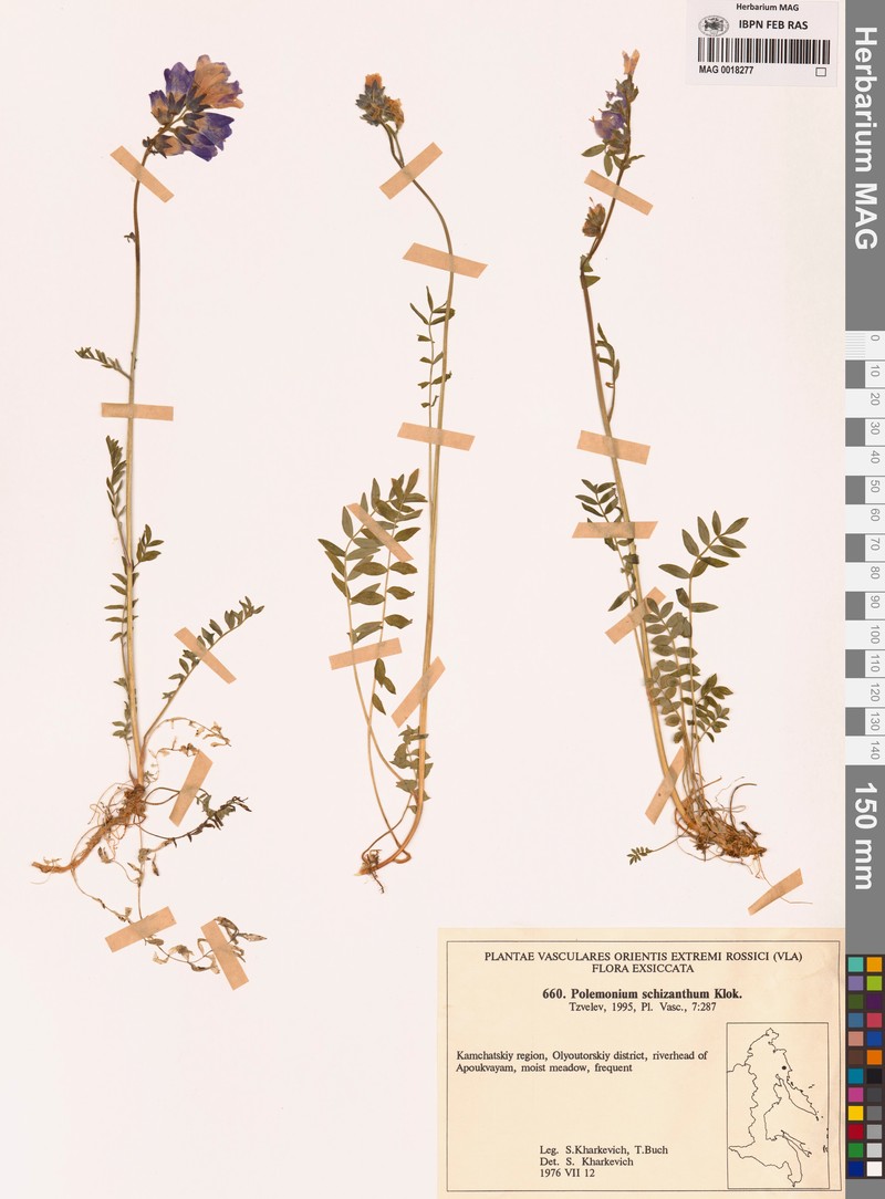 Polemonium schizanthum