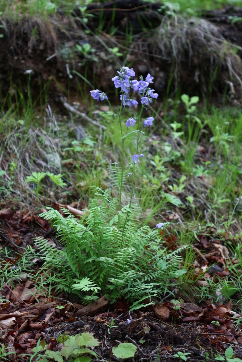 Polemonium schmidtii photo 2
