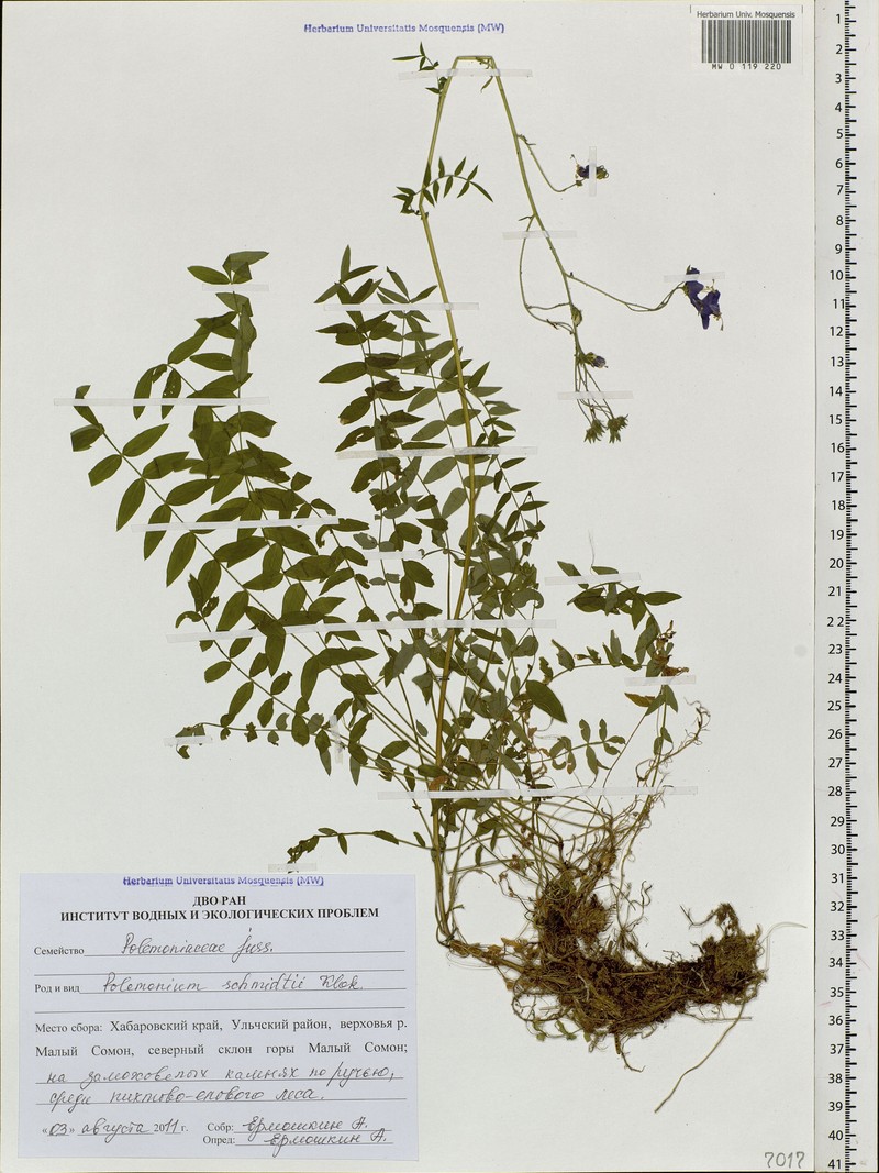 Polemonium schmidtii photo 5