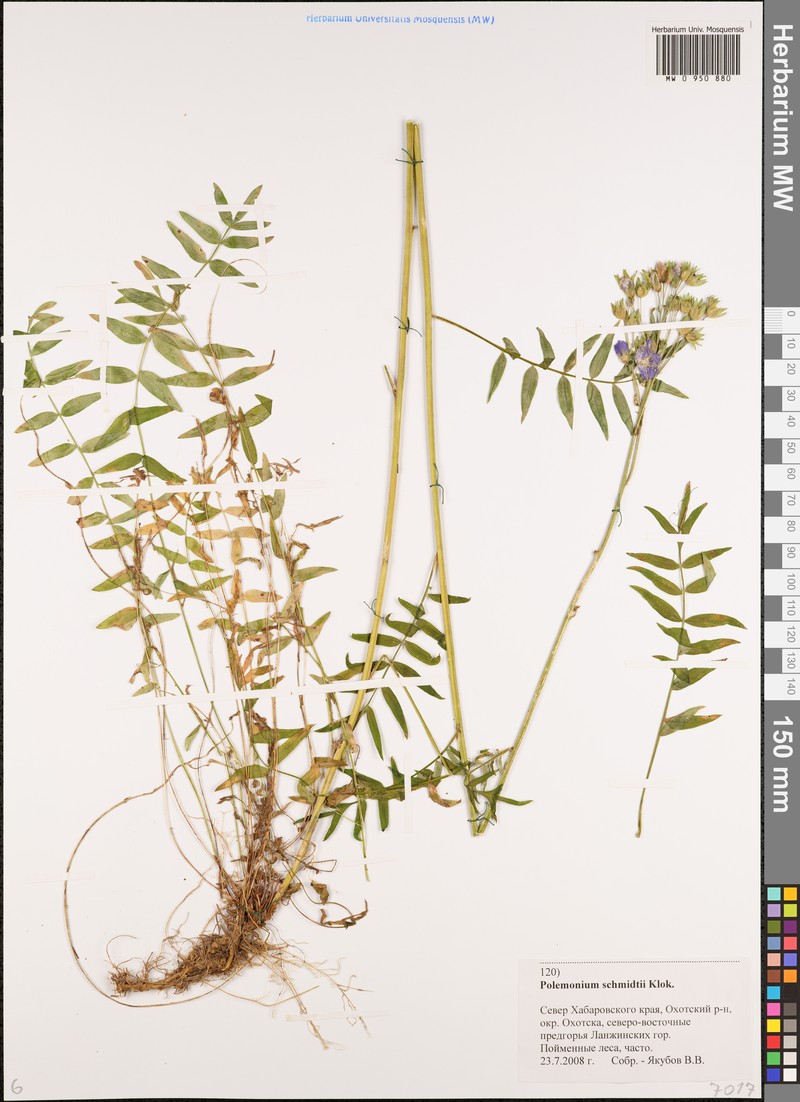 Polemonium schmidtii photo 6