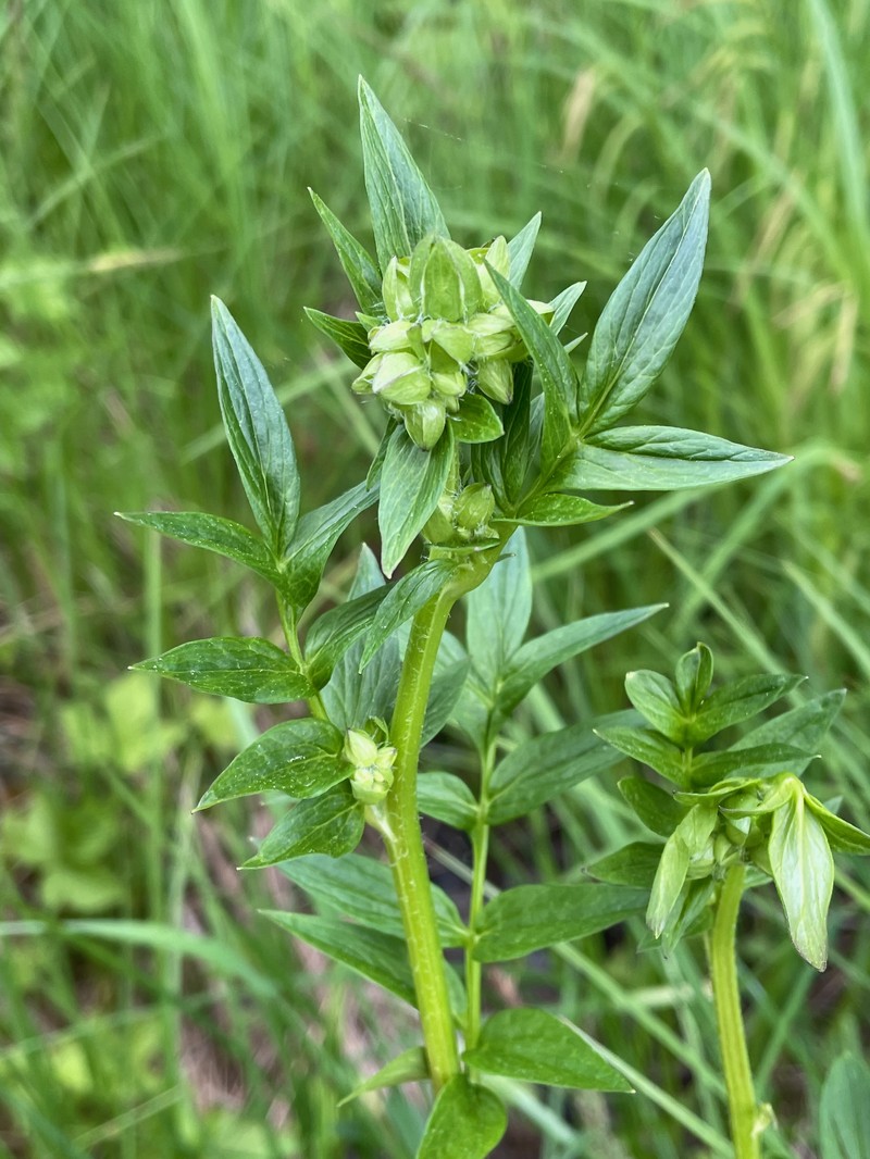 Vanbrunt's Polemonium photo 2