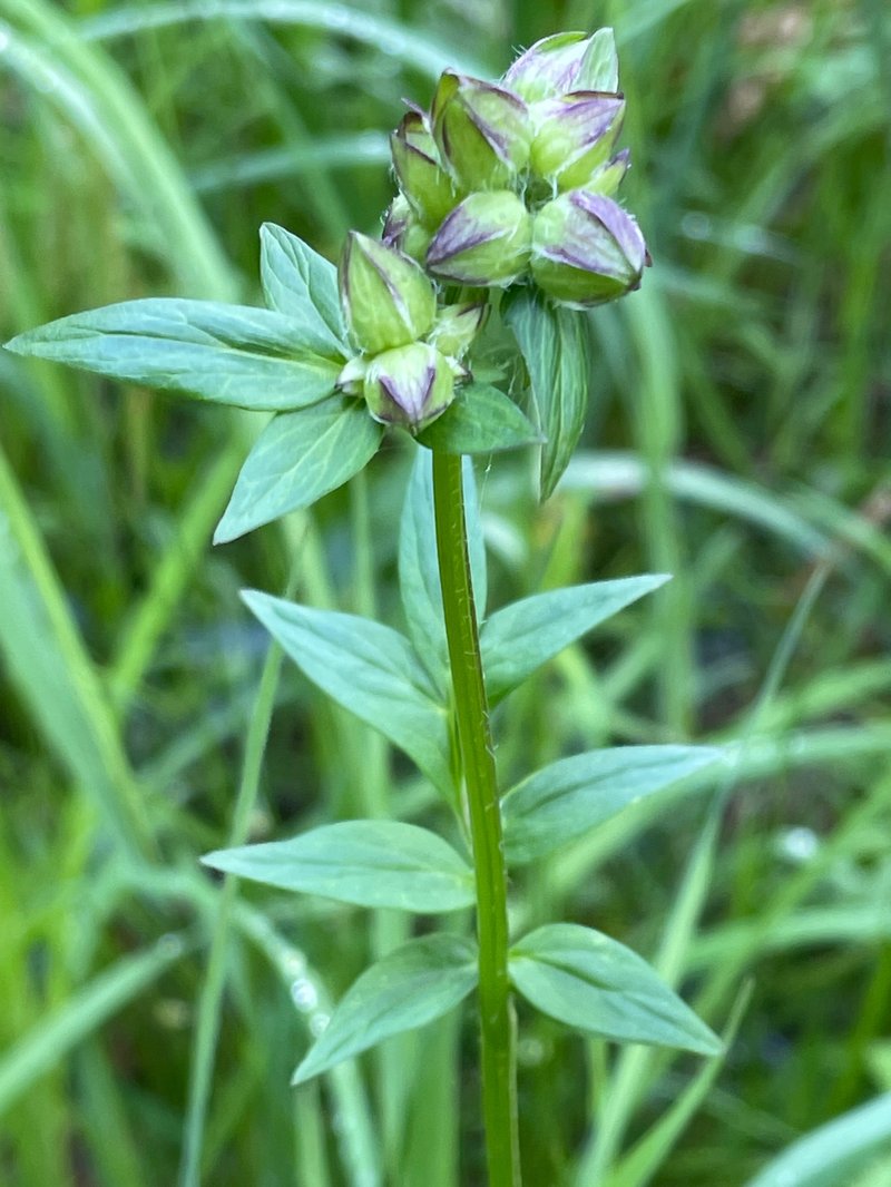 Vanbrunt's Polemonium photo 5