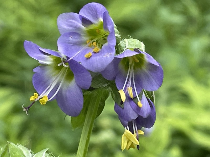 Vanbrunt's Polemonium