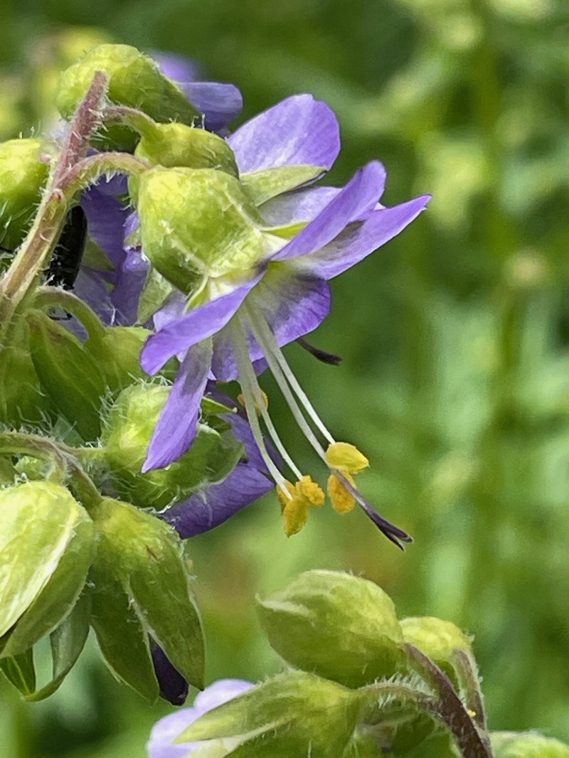 Vanbrunt's Polemonium photo 4