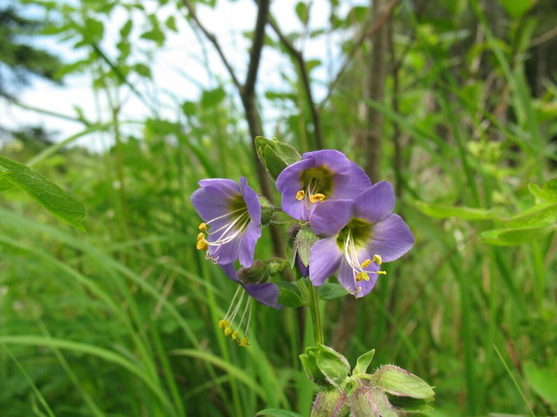 Vanbrunt's Polemonium photo 6
