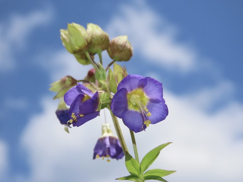Vanbrunt's Polemonium photo 7
